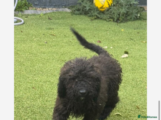 Cockapoo dogs - Advert 4