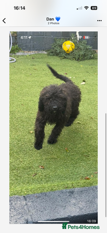 Cockapoo dogs - Advert 16