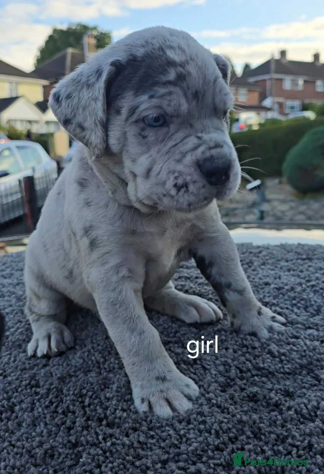 Cane Corso dogs for sale: Beautiful Cane Corso puppies  - Advert 12