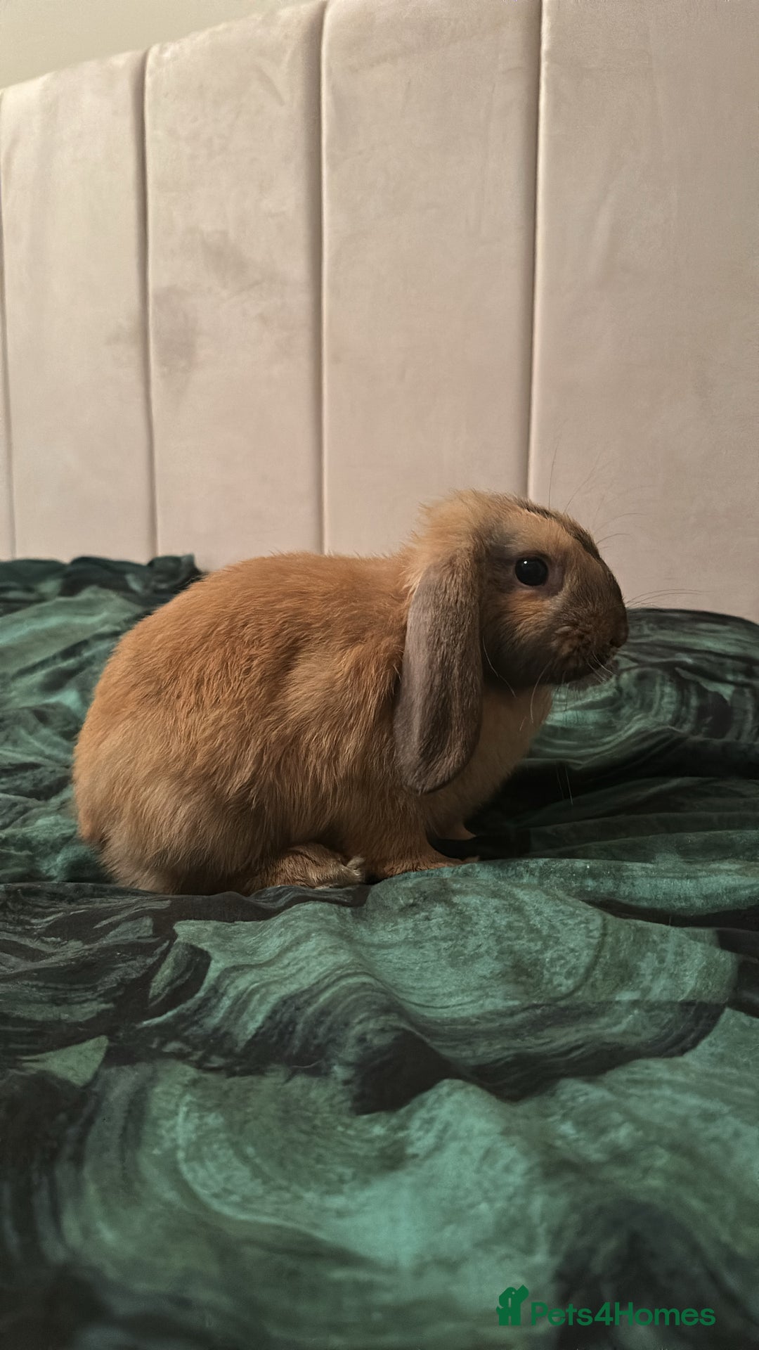 Mini Lop rabbits for sale: Male Mini Lop For Sale - Advert 14