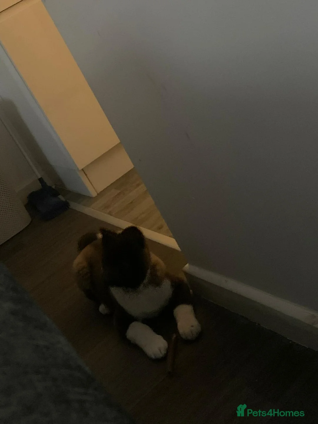 Akita dogs for sale: Lola  - Advert 4