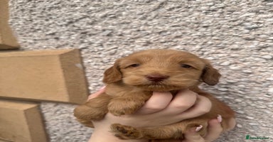 Cockapoo dogs - Advert 5