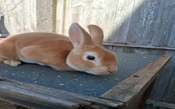 Mixed Breed rabbits for sale: Rabbits, guinea pigs and gerbil  - Image 13