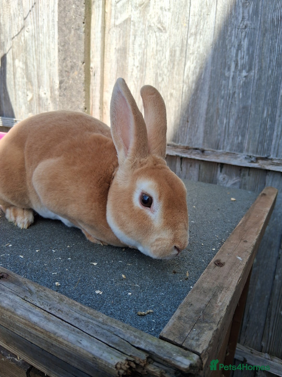 Mixed Breed rabbits for sale: Rabbits, guinea pigs and gerbil  - Image 13