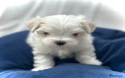 Maltese dogs for sale: Korean Maltese - 2 boys available  - Advert 19