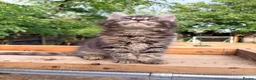 Maine Coon cats for sale: Stunning GCCF Maine Coons available  - Advert 33
