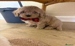 Cavapoo dogs for sale: Beautiful Cavapoo’s - Image 20