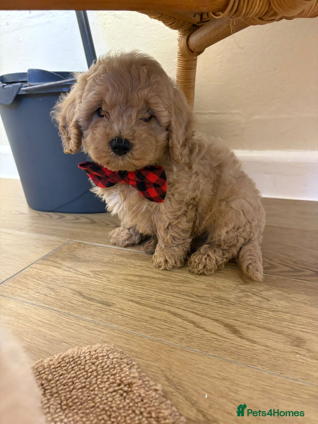 Cavapoo dogs for sale: Beautiful Cavapoo’s - Image 20