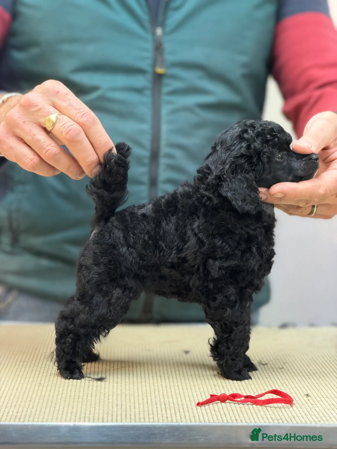 Toy Poodle dogs for sale: Kc registered Toy Poodle pure breed - Advert 4