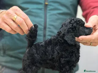 Toy Poodle dogs Kc registered Toy Poodle pure breed - Advert 13