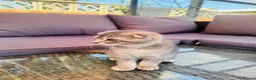 Scottish Fold cats for sale: ✨ Kittens Looking for Forever Homes ✨ - Advert 8