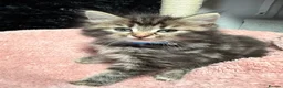 Mixed Breed cats for sale: 🌻Domestic Long-Haired Ready2Go🌻  - Advert 10