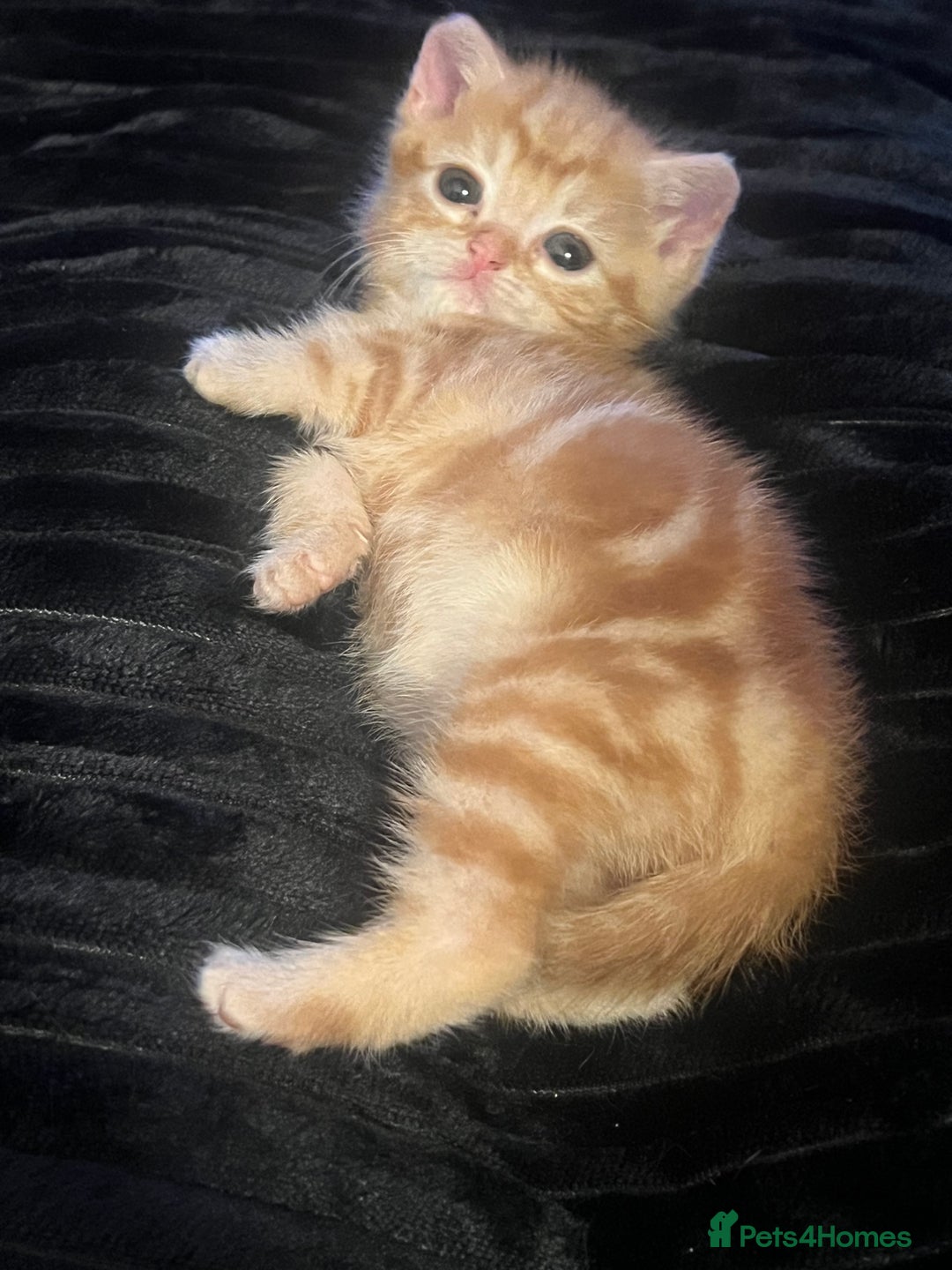Mixed Breed cats for sale: Energetic ginger kittens and one grey tabby  - Advert 5