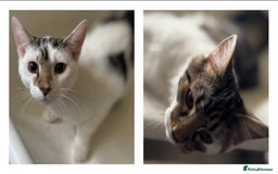 Mixed Breed cats for adoption: 6 mths boys, loving & playful, vaccs, neut, chip.  - Image 1