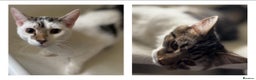 Mixed Breed cats for adoption: 9 mths boys, loving & playful, vaccs, neut, chip.  - Advert 1