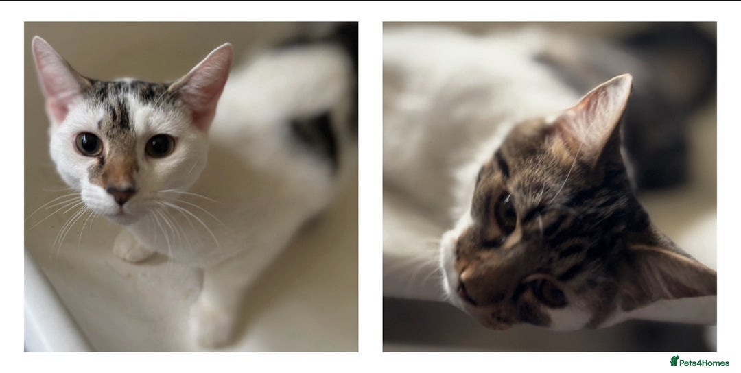 Mixed Breed cats for adoption: 6 mths boys, loving & playful, vaccs, neut, chip.  - Image 1