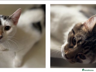 Mixed Breed cats for adoption: 6 mths boys, loving & playful, vaccs, neut, chip. - Advert 2