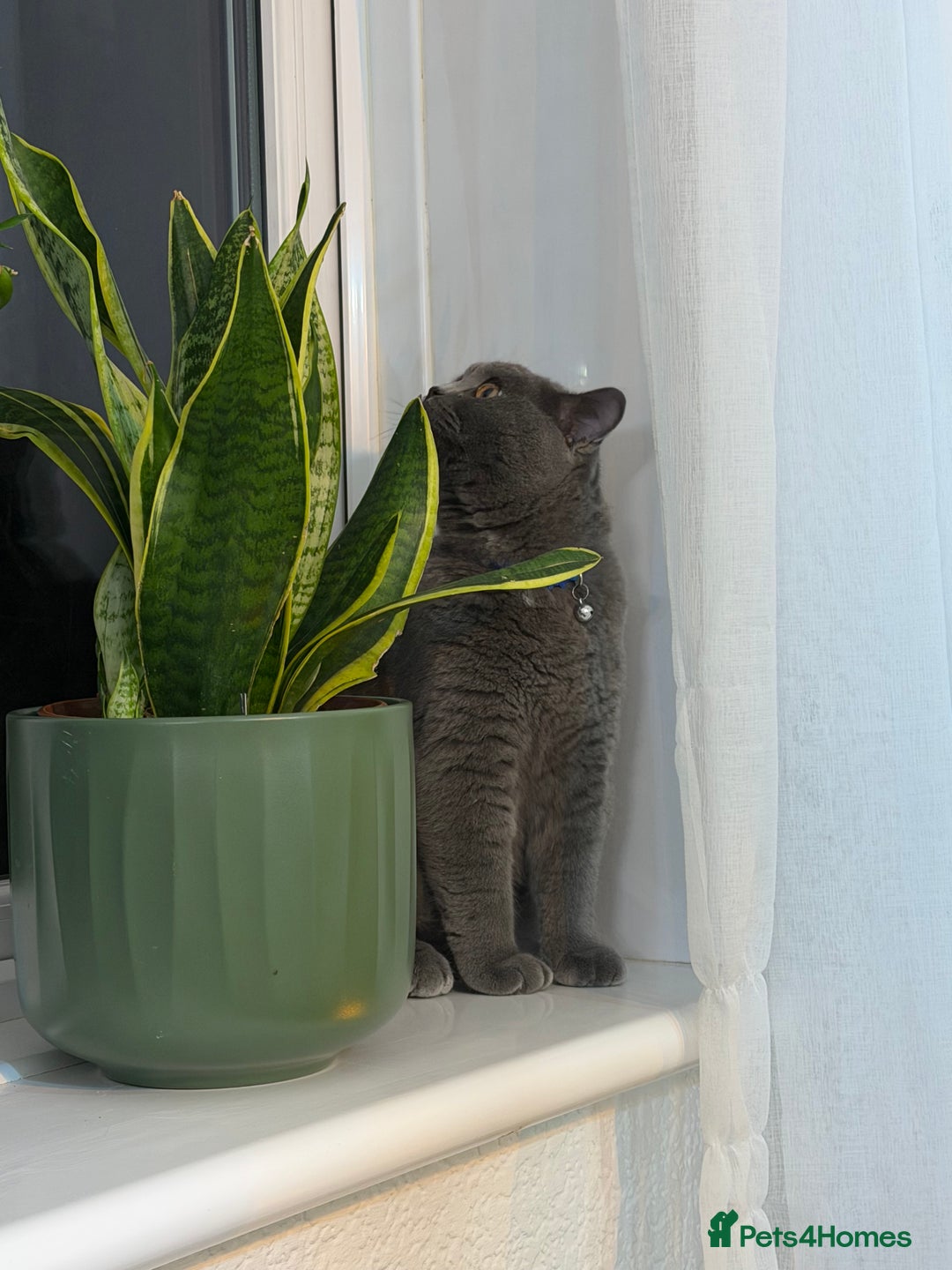 British Shorthair cats for sale: Beautiful British shorthair blue cat  - Advert 3