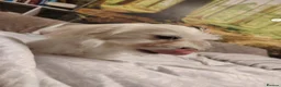 Maltese dogs for sale: New warm home's  in Plymouth - Advert 9