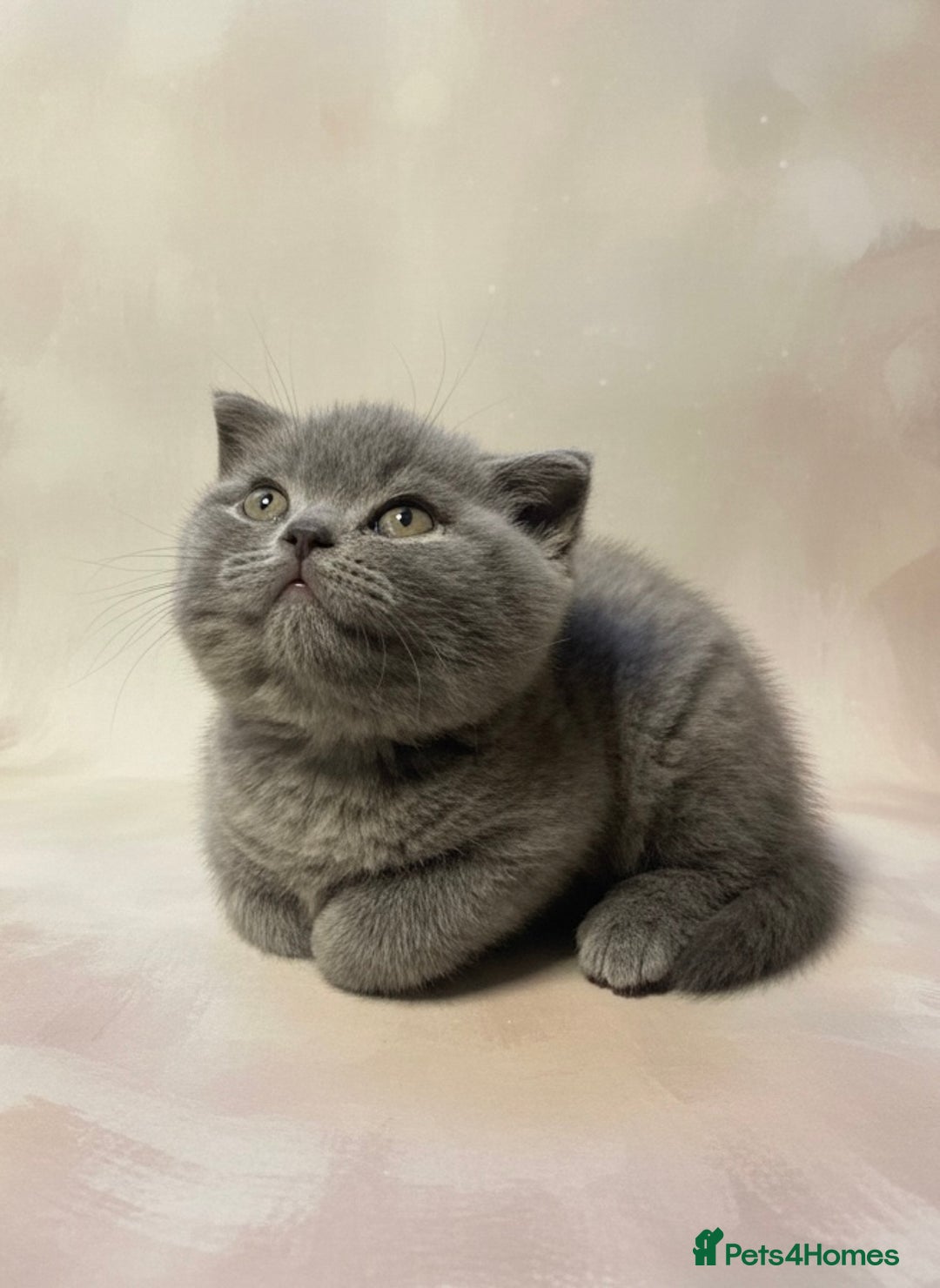 British Shorthair cats for sale: ⭐️Ready 23rd December⭐️ 2 left - British Shorthair - Advert 3
