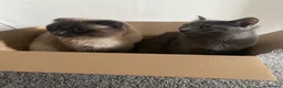 Scottish Fold cats for sale: Scottish fold and british shorthair for sale  in Bradford - Advert 4