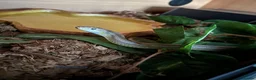 Corn Snake reptiles for sale: Corn snake  - Advert 2