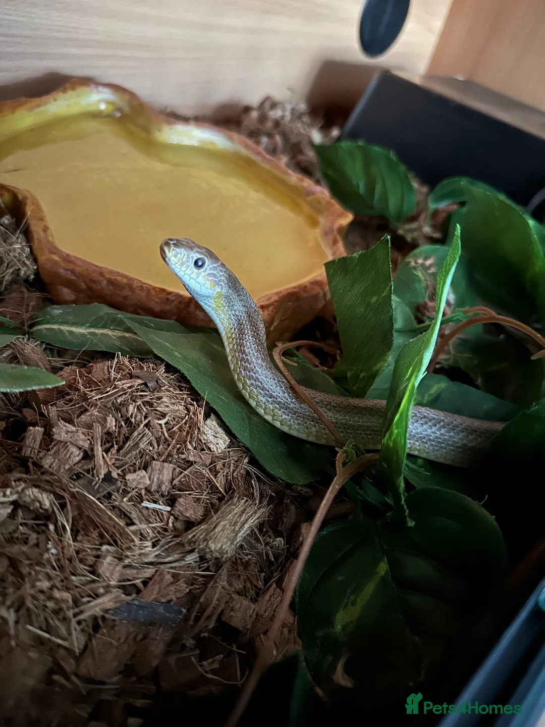 Corn Snake reptiles for sale: Corn snake  - Advert 2