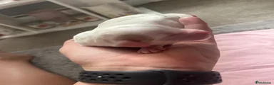Cockapoo 6