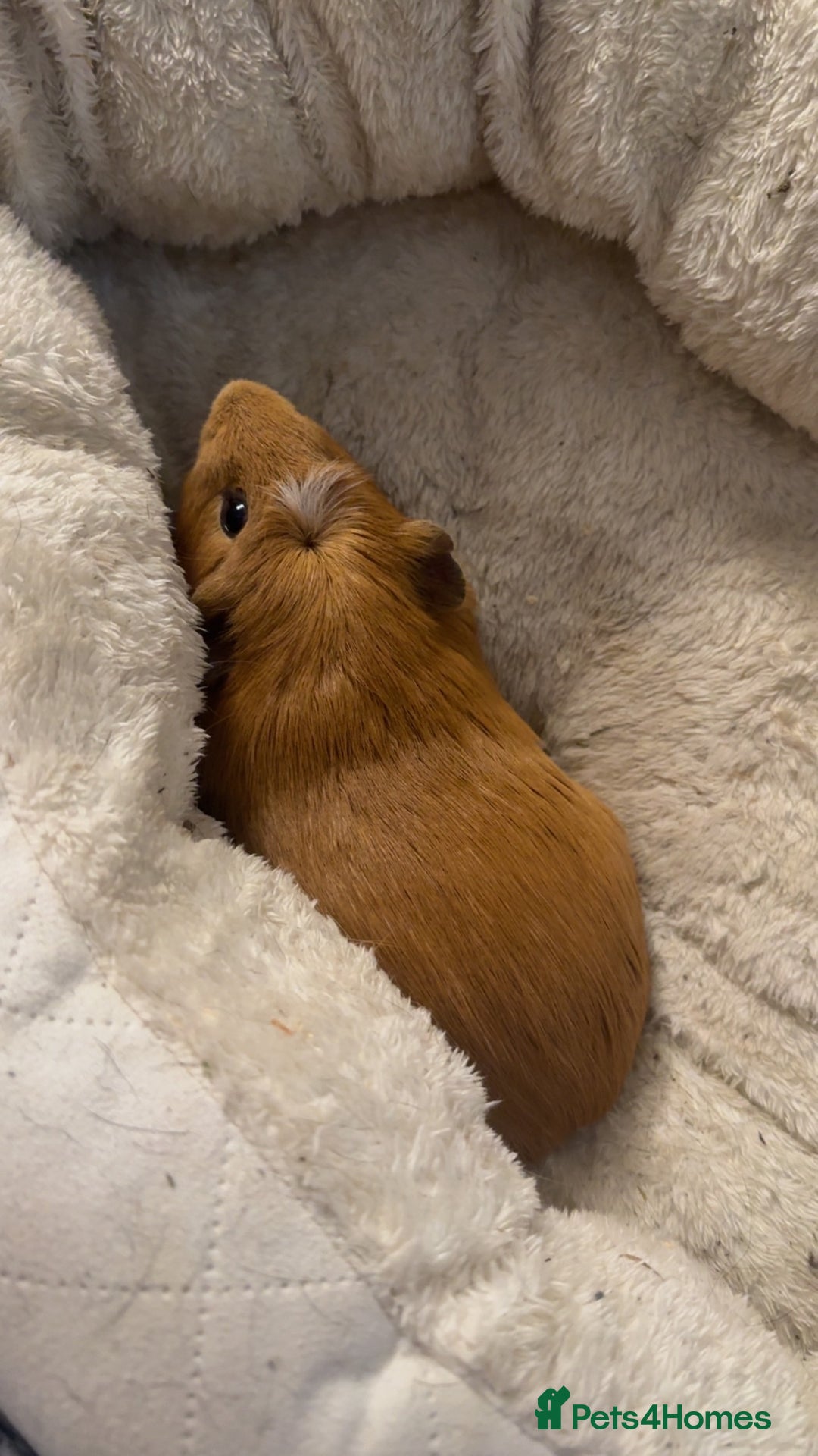Guinea Pig rodents for sale: 1yr old male guinea pig - Advert 4