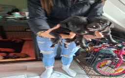 Mixed Breed dogs for sale: Saluki/lurcher puppys  - Image 5