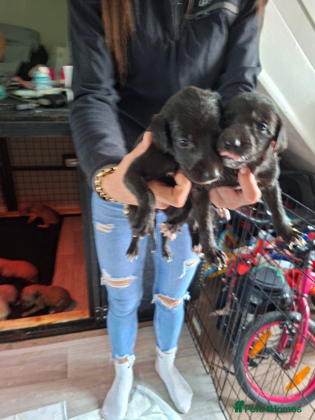 Mixed Breed dogs for sale: Saluki/lurcher puppys  - Image 5