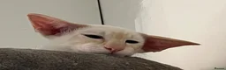 Siamese cats for sale: Red point Siamese boy kitten gccf registered  - Advert 4