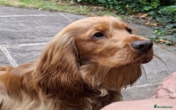 Cocker Spaniel dogs for sale: Ready today KC Show Winning Breeding - Image 4