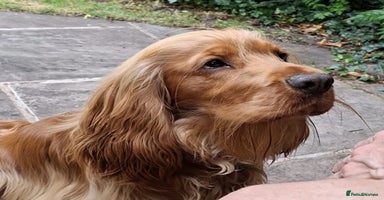 Cocker Spaniel dogs - Advert 3