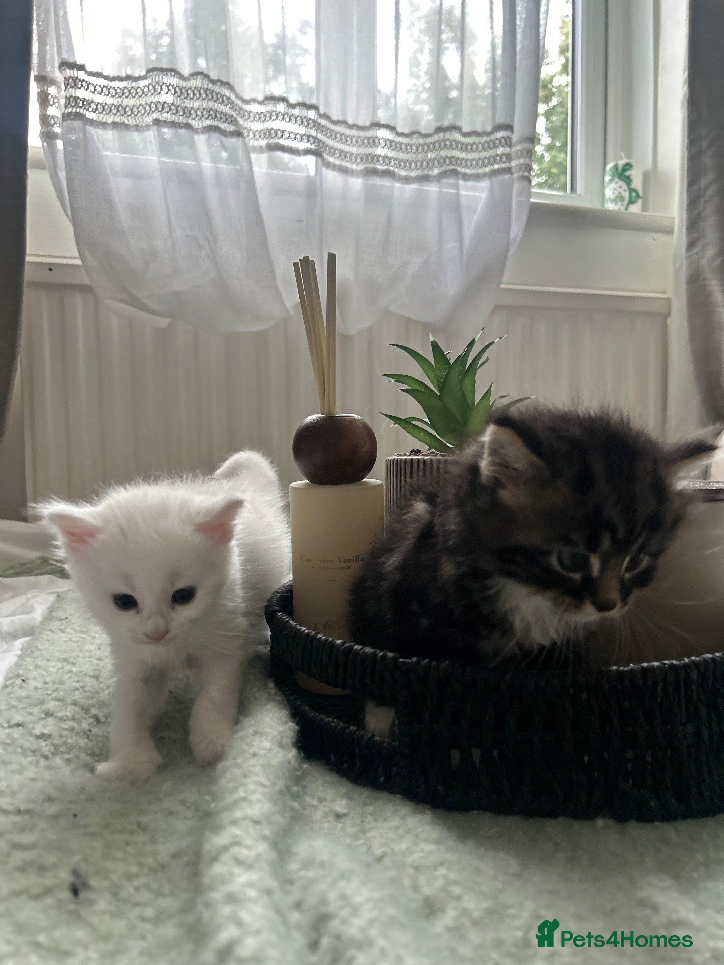 Mixed Breed cats  Beautiful Kittens Looking for a Forever Homes 🐾 - Advert 2