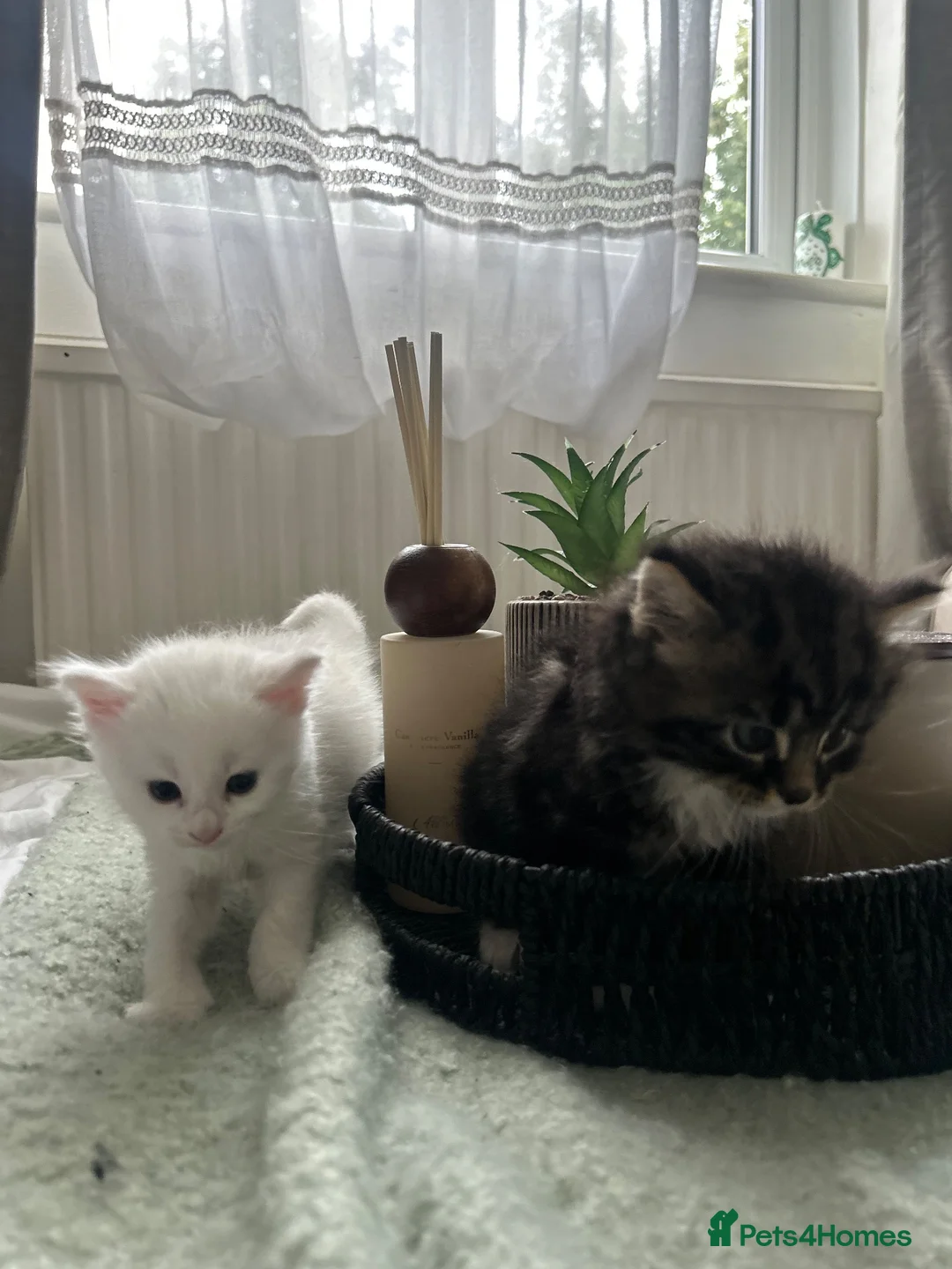 Mixed Breed cats for sale:  Beautiful Kittens Looking for a Forever Homes 🐾 - Advert 1