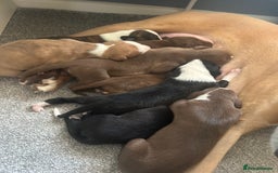 Mixed Breed dogs for sale: Bull Greyhound/Whippet Pups - Advert 5
