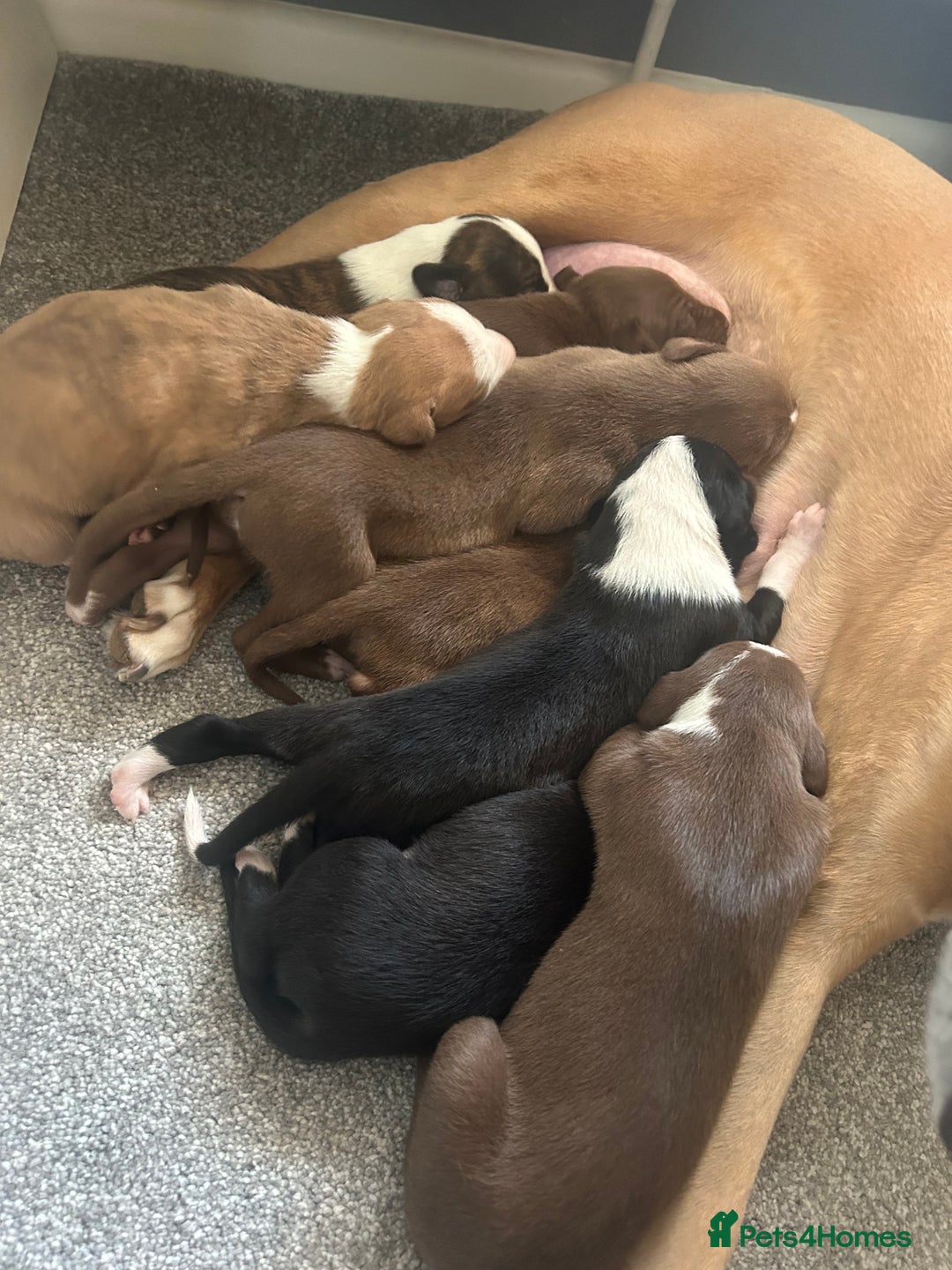 Mixed Breed dogs for sale: Bull Greyhound/Whippet Pups - Advert 5