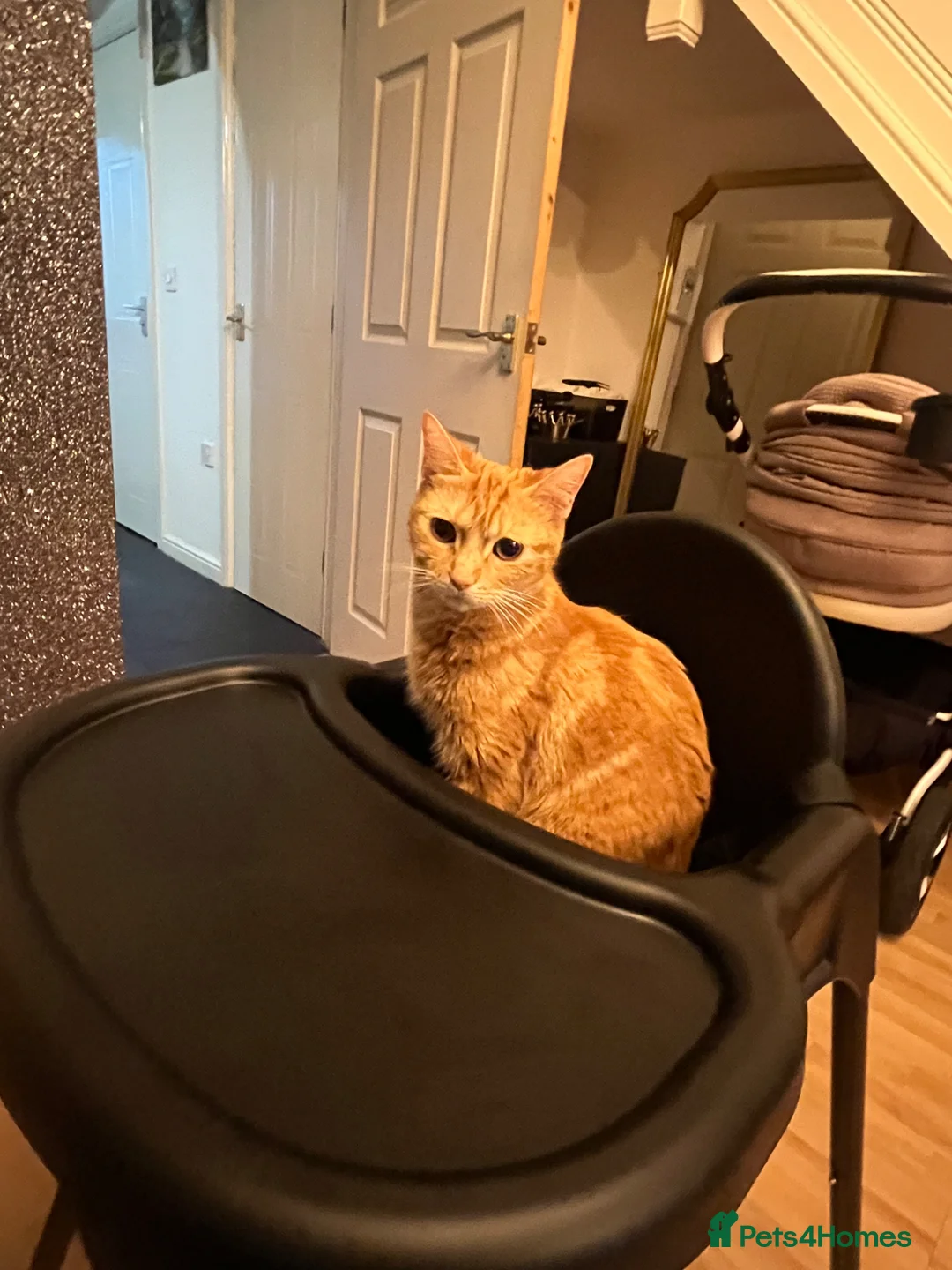 Mixed Breed cats for sale: Female tabby cats  - Advert 6