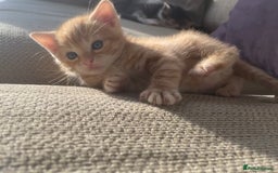 Mixed Breed cats for sale: 4 gorgeous mixed breed kittens - Image 6