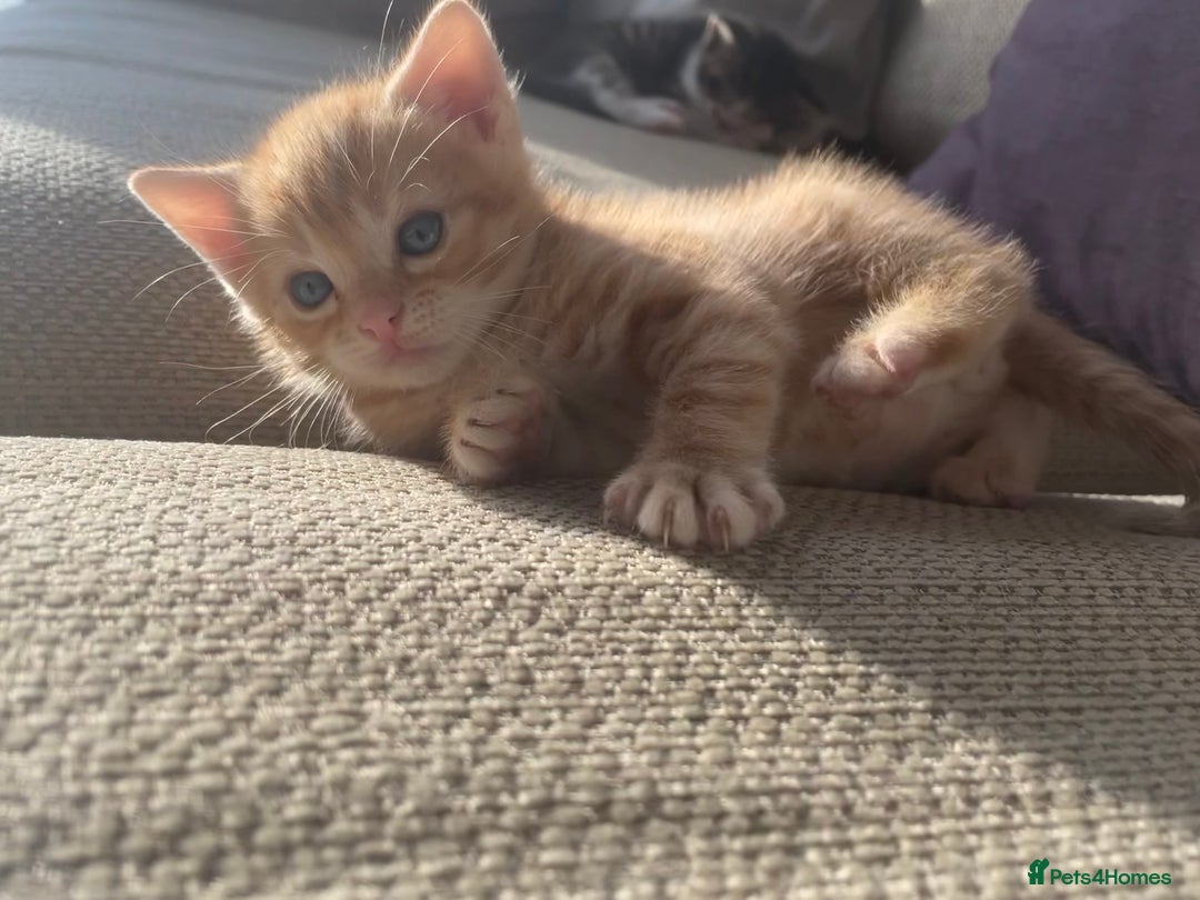 Mixed Breed cats for sale: 4 gorgeous mixed breed kittens - Image 6