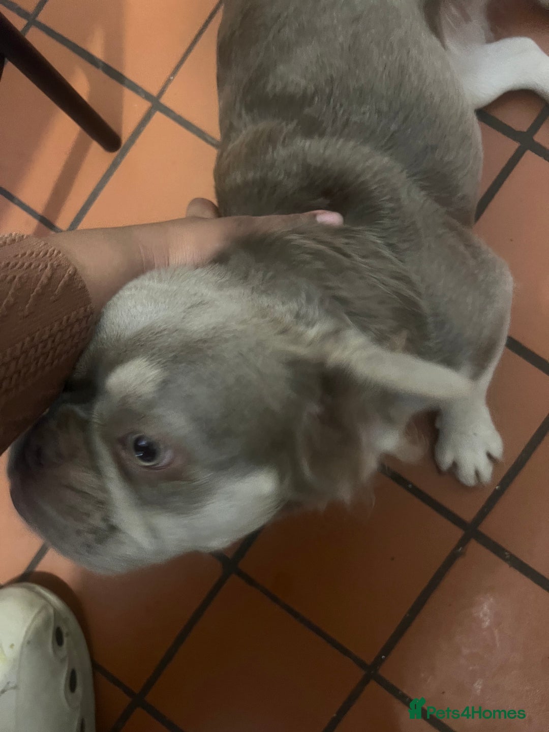 French Bulldog dogs for sale: 🐾 Adorable Fluffy French Bulldog for Sale! 🐾 - Image 4