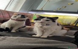 British Shorthair cats for sale: One male and female British short haired  - Image 1