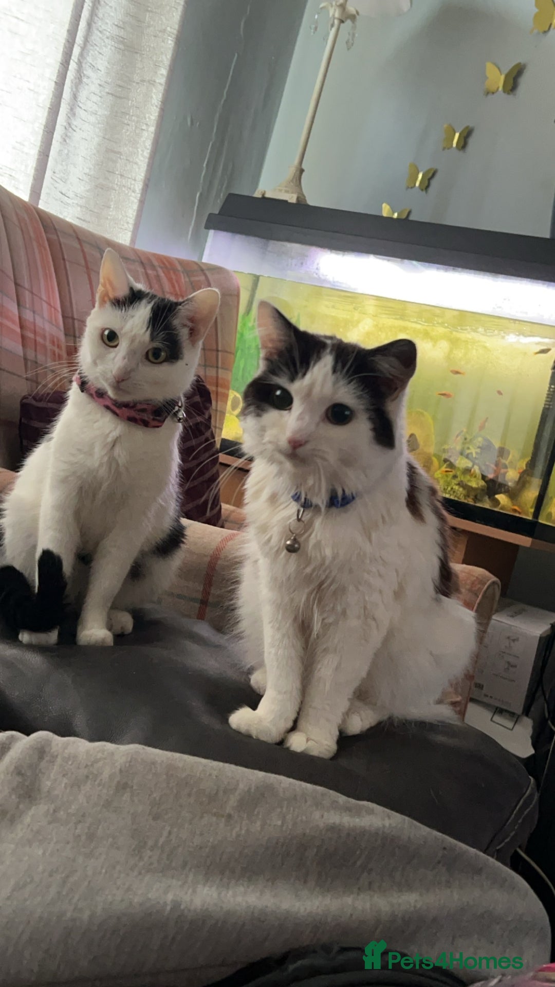 British Shorthair cats for sale: One male and female British short haired  - Image 1