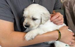 Golden Retriever dogs for sale: 8 Outstanding Chunky Cream Golden Puppies  - Image 4