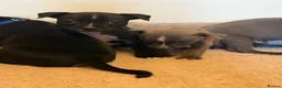 Staffordshire Bull Terrier dogs for sale: KC Registered Staffordshire Bull Terrier Puppies. - Advert 18