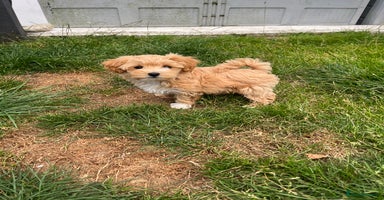 Maltipoo dogs - Advert 14