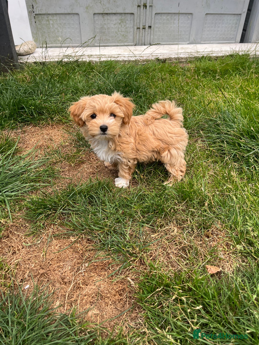 Maltipoo dogs for sale: Beautiful Maltipoo’s LAST LITTLE BOY LEFT - Image 2
