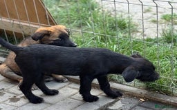 Mixed Breed dogs for adoption: LION - a Lovely young Boy, for a Loving Home - Image 5