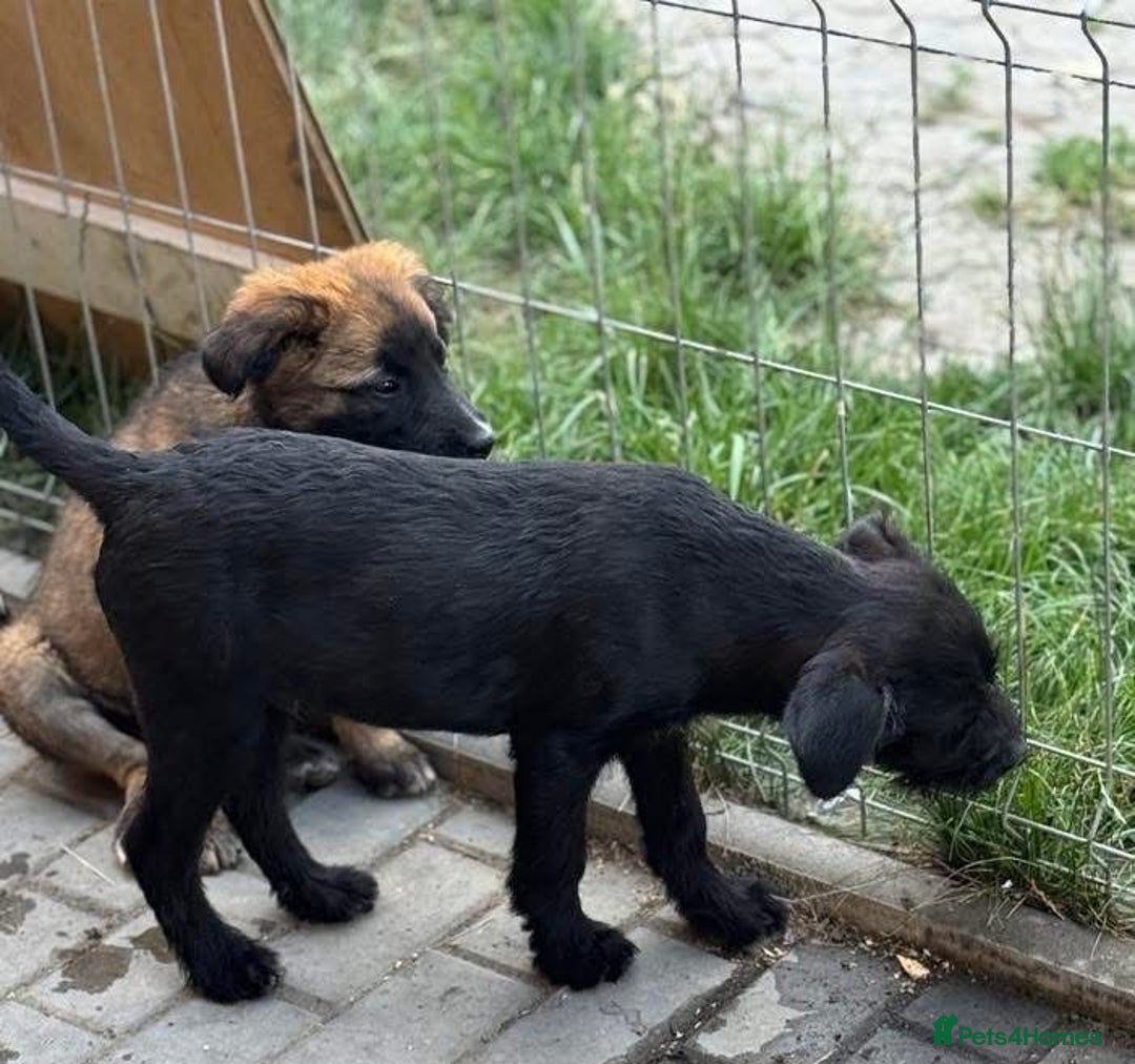 Mixed Breed dogs for adoption: LION - a Lovely young Boy, for a Loving Home - Image 5